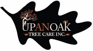 UpAnOak Logo